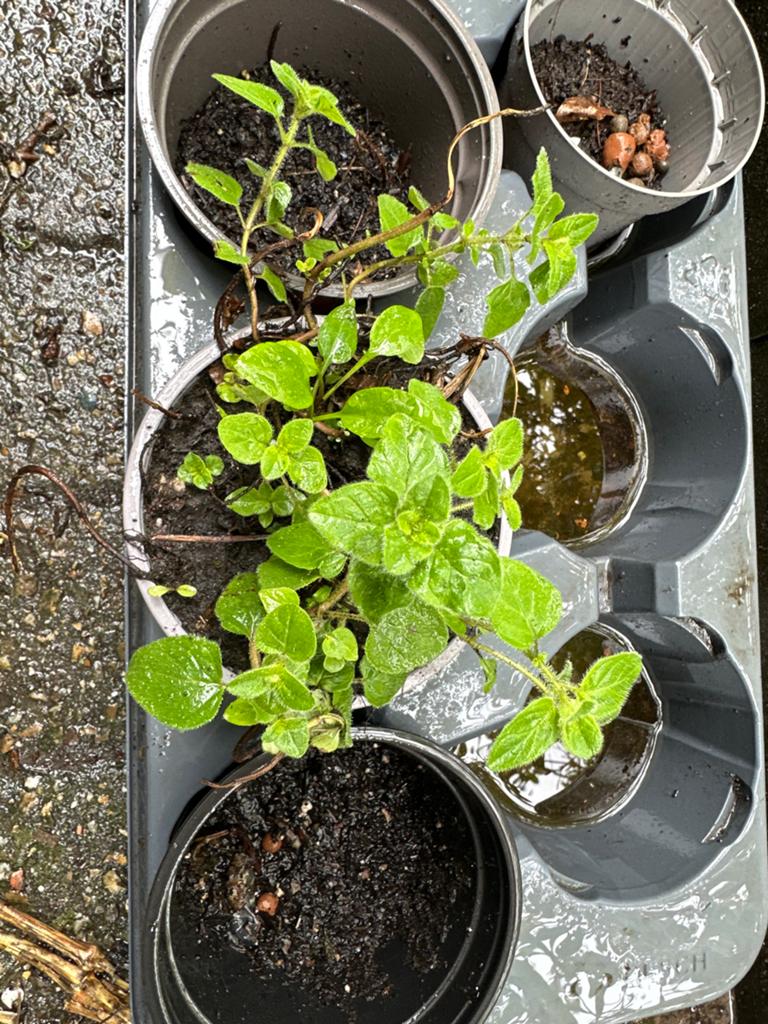 Biologische Marjolein Oregano Planten, Tuin en Terras, Planten | Tuinplanten, Ophalen, Volle zon, Vaste plant, Kruiden