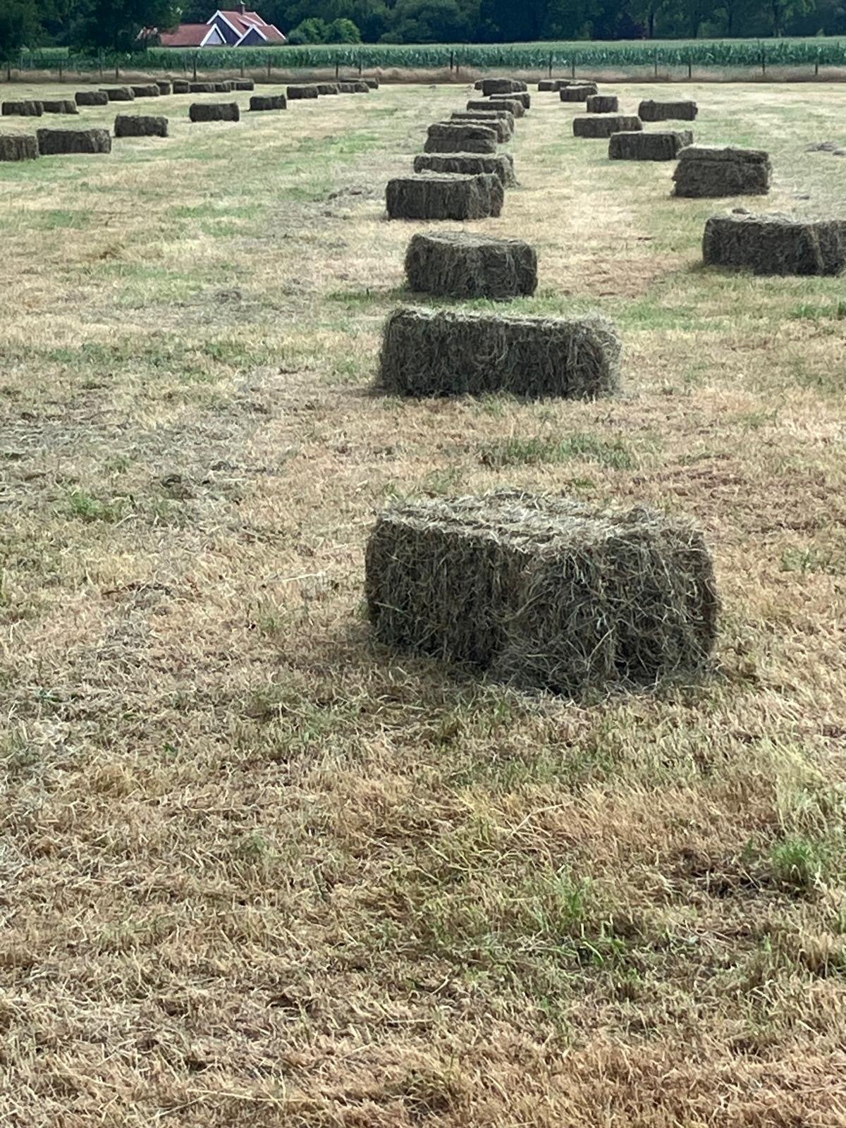 Kleine hooibalen - Onkruidvrij hooi van topkwaliteit, Meerdere dieren, Schaap