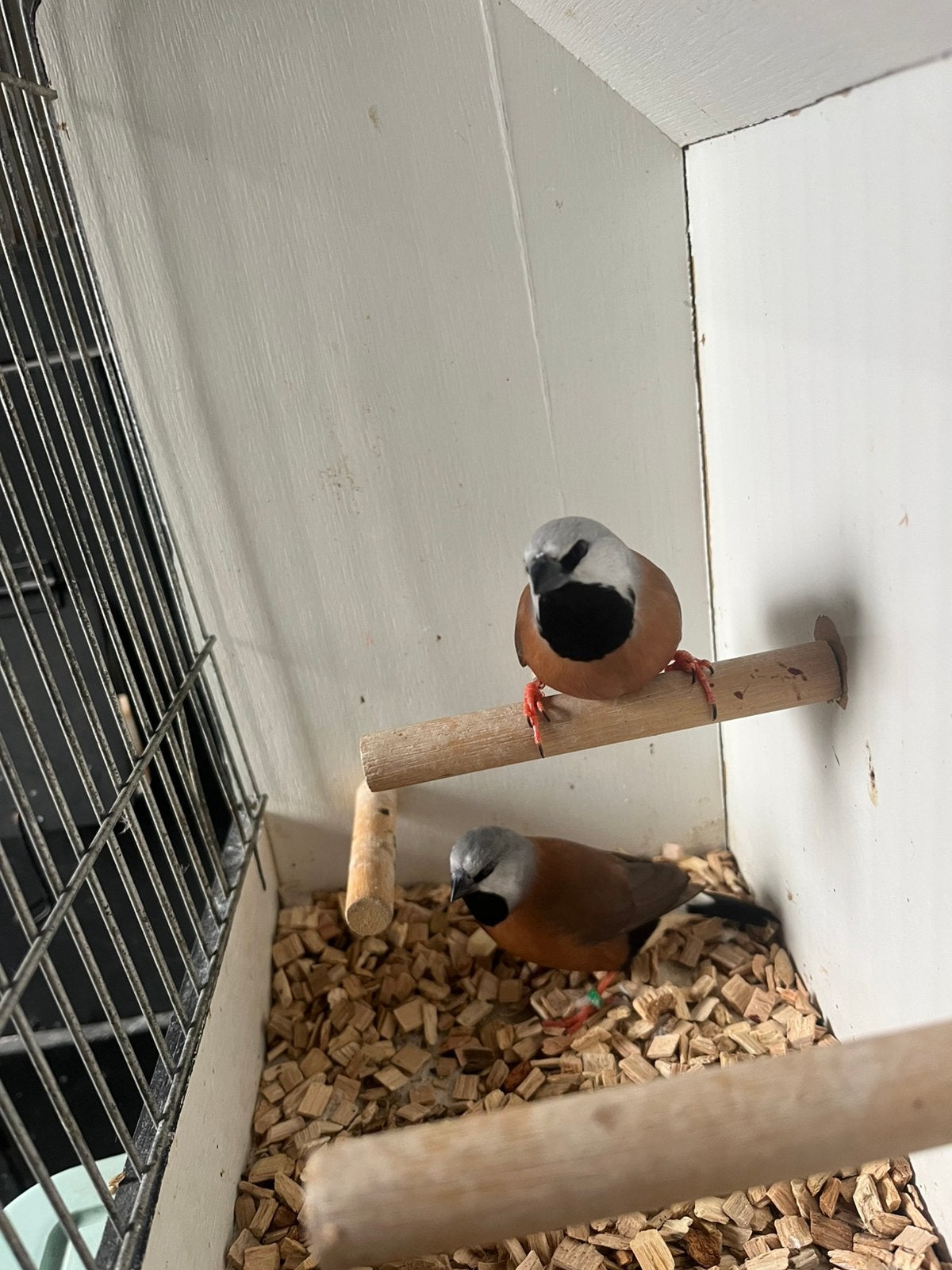 Koppel grasgordelvinken, Meerdere dieren