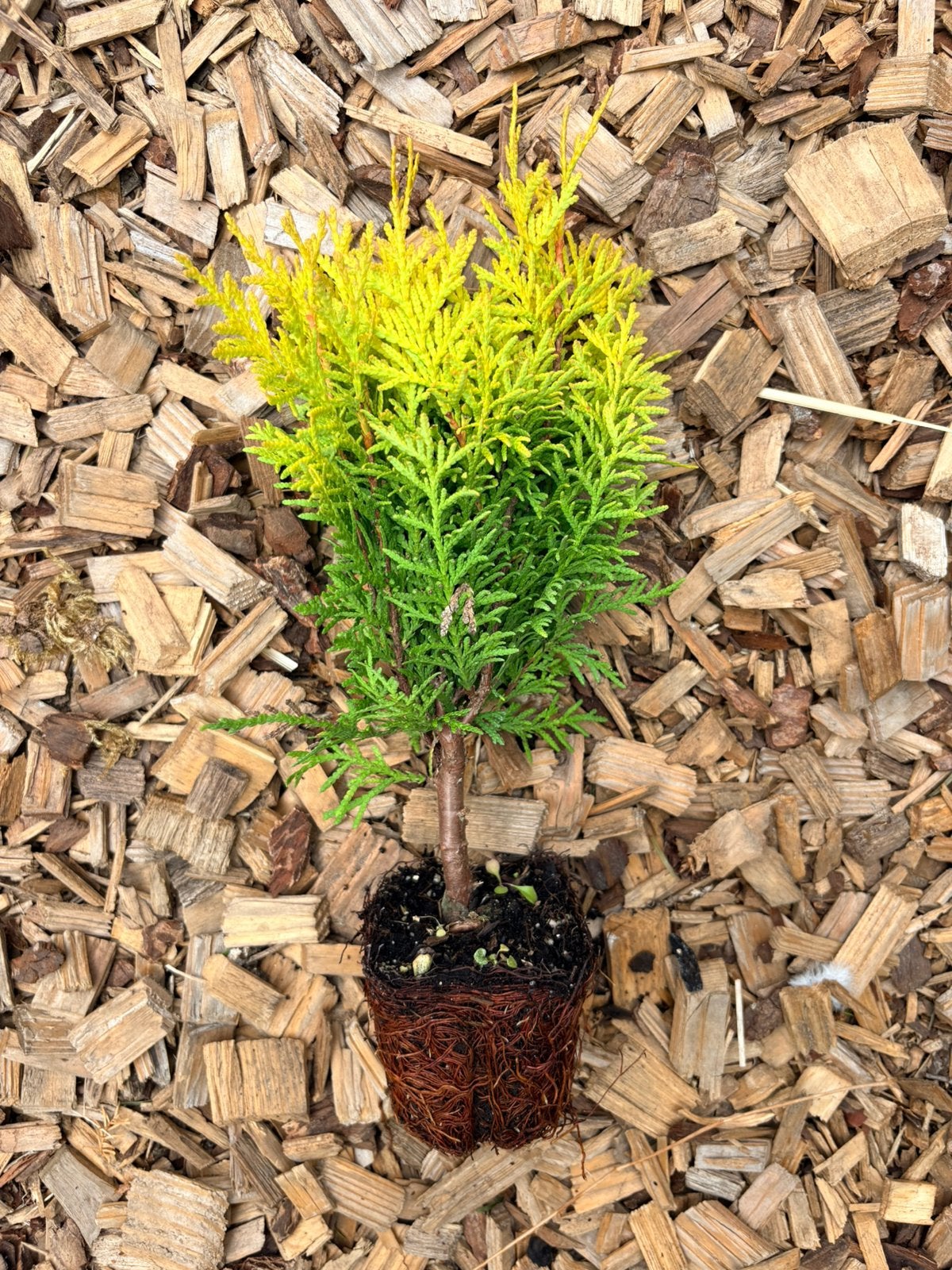 Traag groeiende dwergconifeer Thuja occidentalis 'Mirjam', Ophalen of Verzenden, Conifeer, 100 tot 250 cm