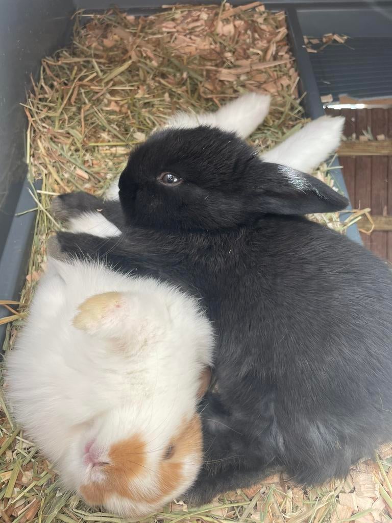 Gezonde baby konijntjes ( mini lop) zwart en grijs, Dieren en Toebehoren, Meerdere dieren, Dwerg, Hangoor