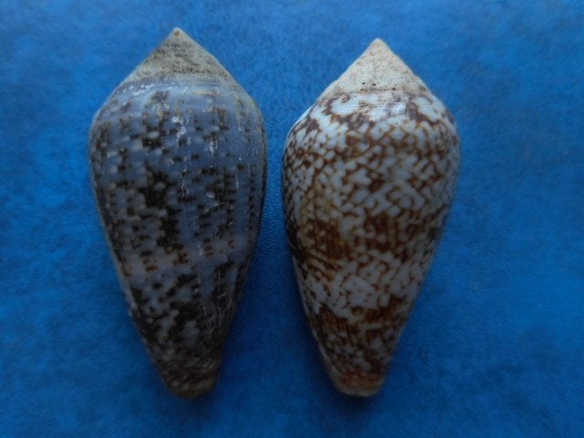 Schelpen: Conus hybridus Kiener f++g 30-45mm+, Verzenden, Schelp(en)