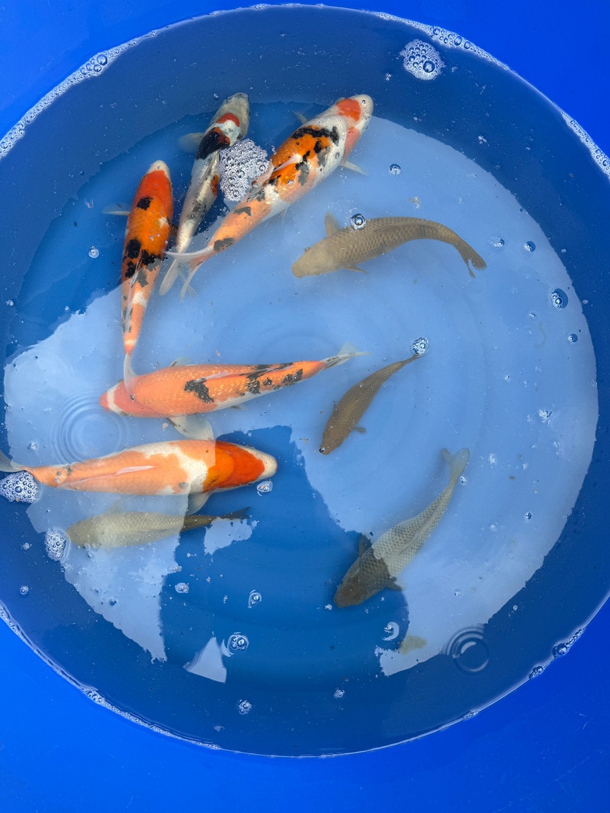 9 koi - tot 35 cm, Dieren en Toebehoren, Karper of Koi