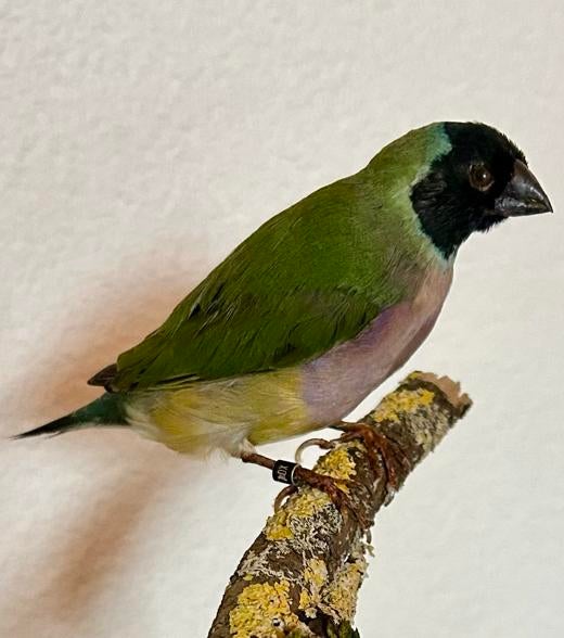Gouldamadine taxidermie, Ophalen of Verzenden, Nieuw, Vogel, Opgezet dier