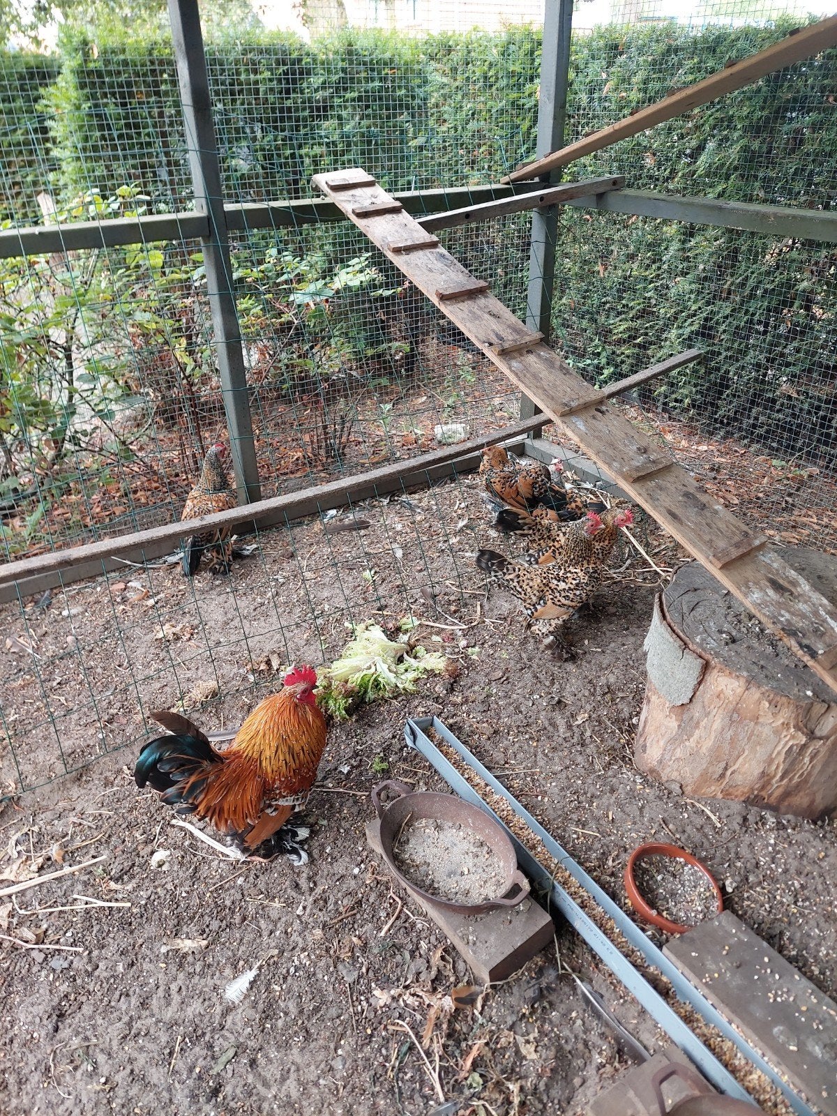 Sabelpootkrielen 2 hennen en 2 hanen