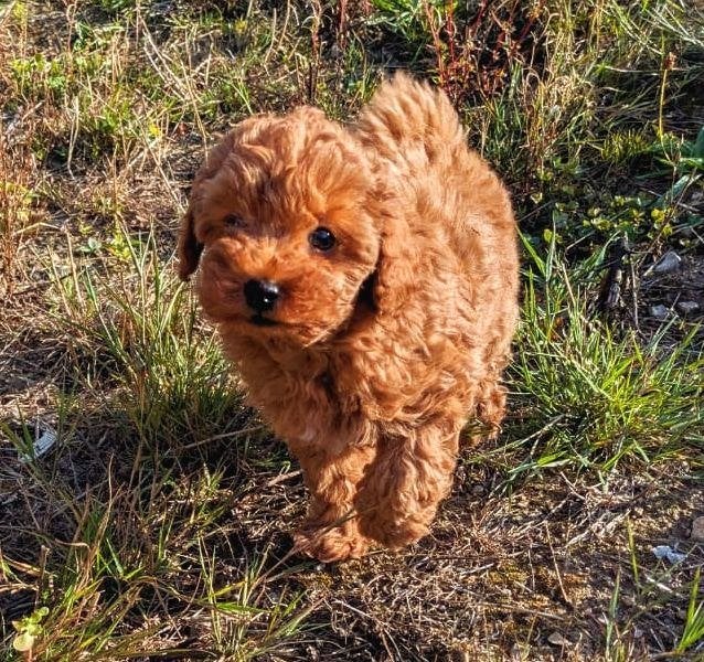 ️ Prachtige toy - dwergpoedel puppy's ️, Poedel, 8 tot 15 weken, Meerdere, Meerdere dieren