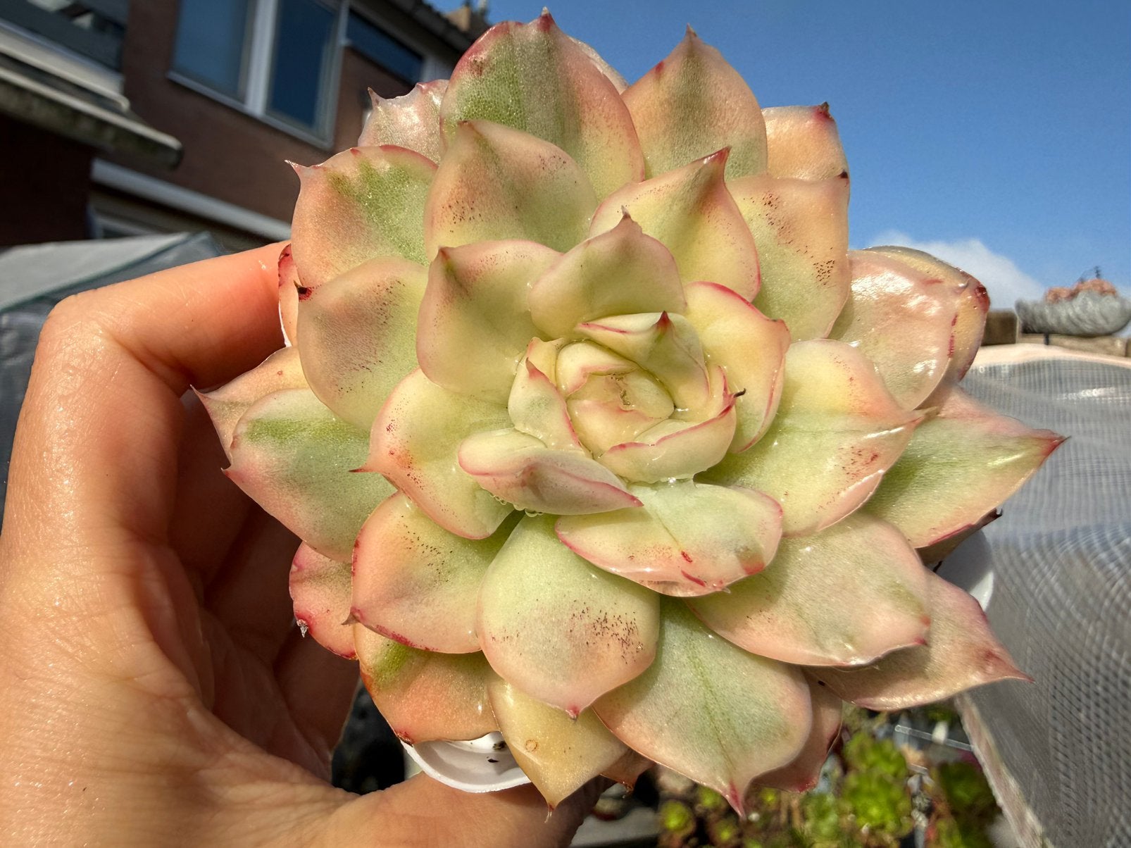 Echeveria strawberry cake/pot 7cm/vetplant/succulent, Huis en Inrichting, Ophalen of Verzenden, Halfschaduw, Minder dan 100 cm