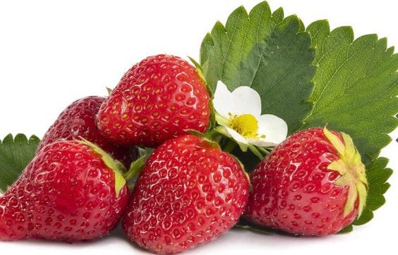 Biologische aardbeien plantjes, Ophalen, Volle zon, Vaste plant, Fruitplanten