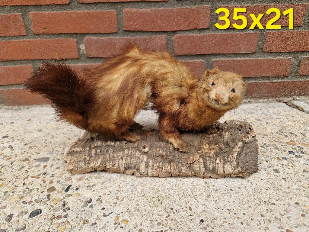 taxidermie Hermelijntje, Verzamelen, Dierenverzamelingen, Ophalen of Verzenden, Zo goed als nieuw, Overige soorten, Opgezet dier