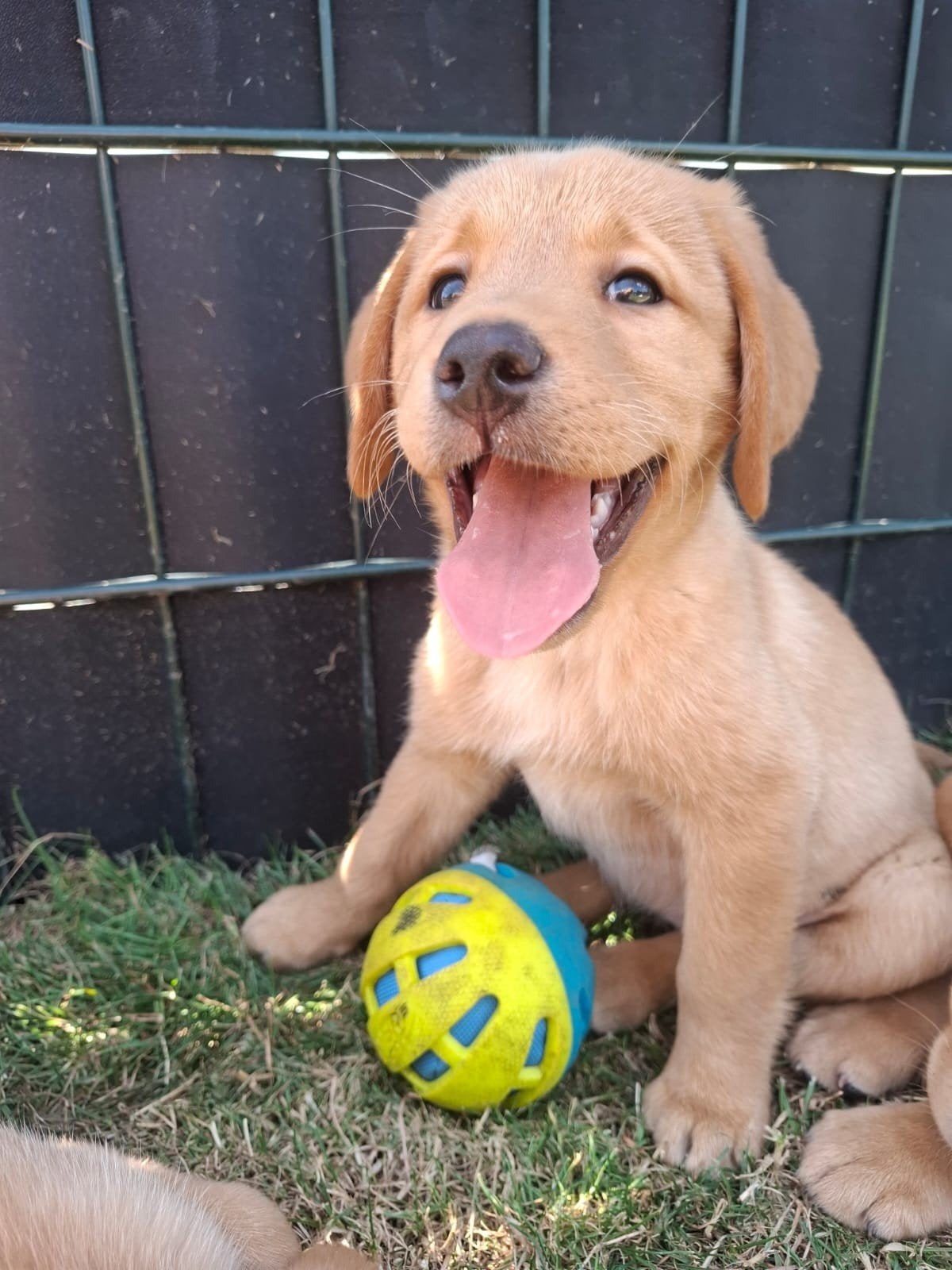 Prachtige labrador pups blond/voskleur, Nederland, Parvo, 8 tot 15 weken, Labrador retriever