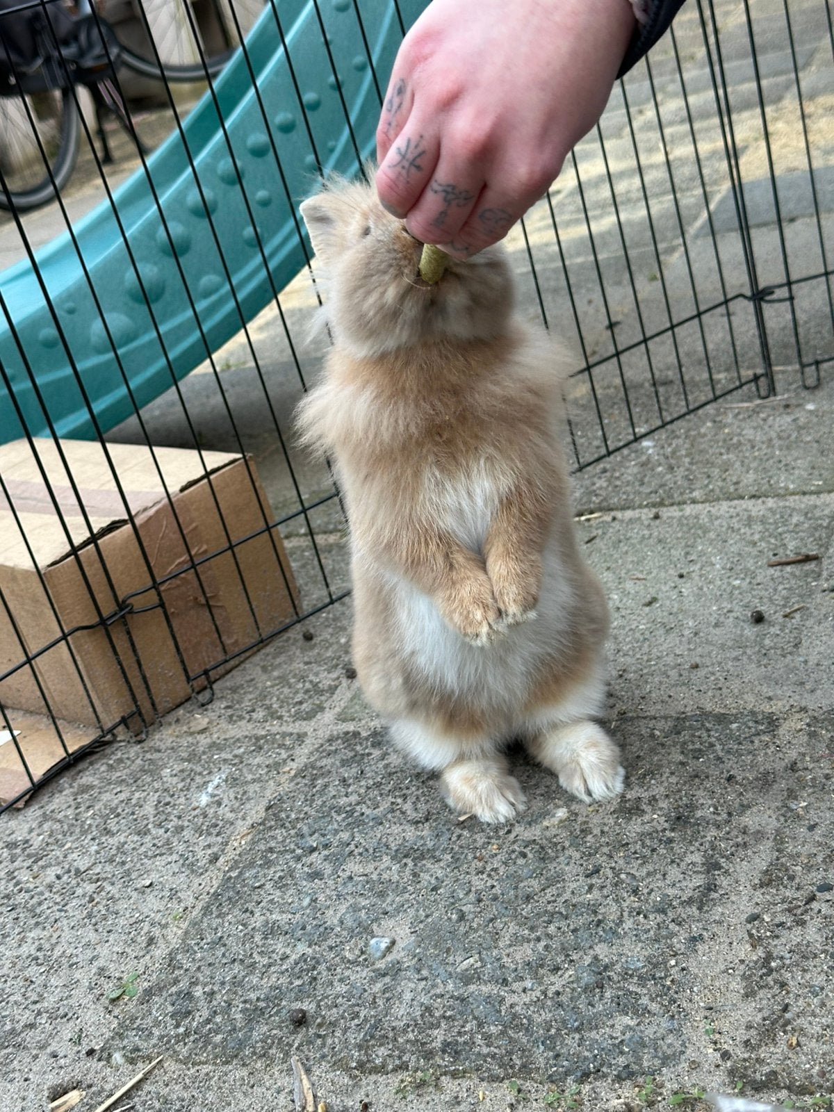Super lief dwerg konijn! Met kooi en toebehoren !, Dieren en Toebehoren, Konijnen, Vrouwelijk, Dwerg