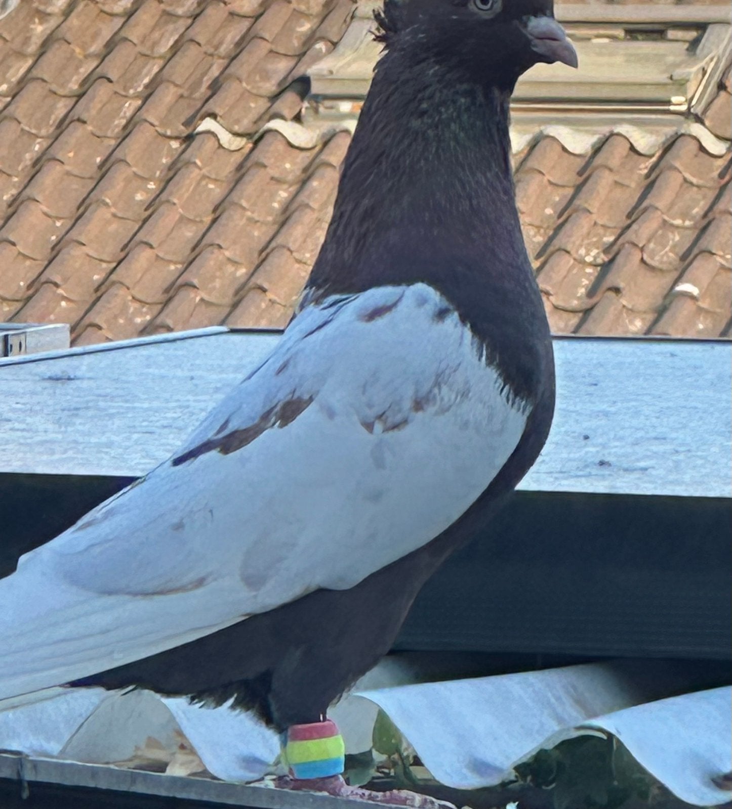 Iranse duiven, Meerdere dieren