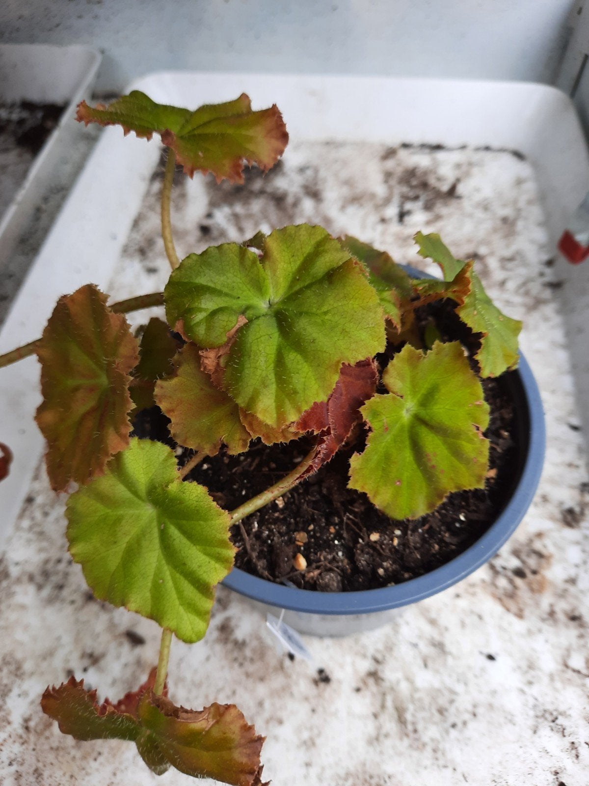 Begonia Amber, Ophalen, Halfschaduw, Minder dan 100 cm