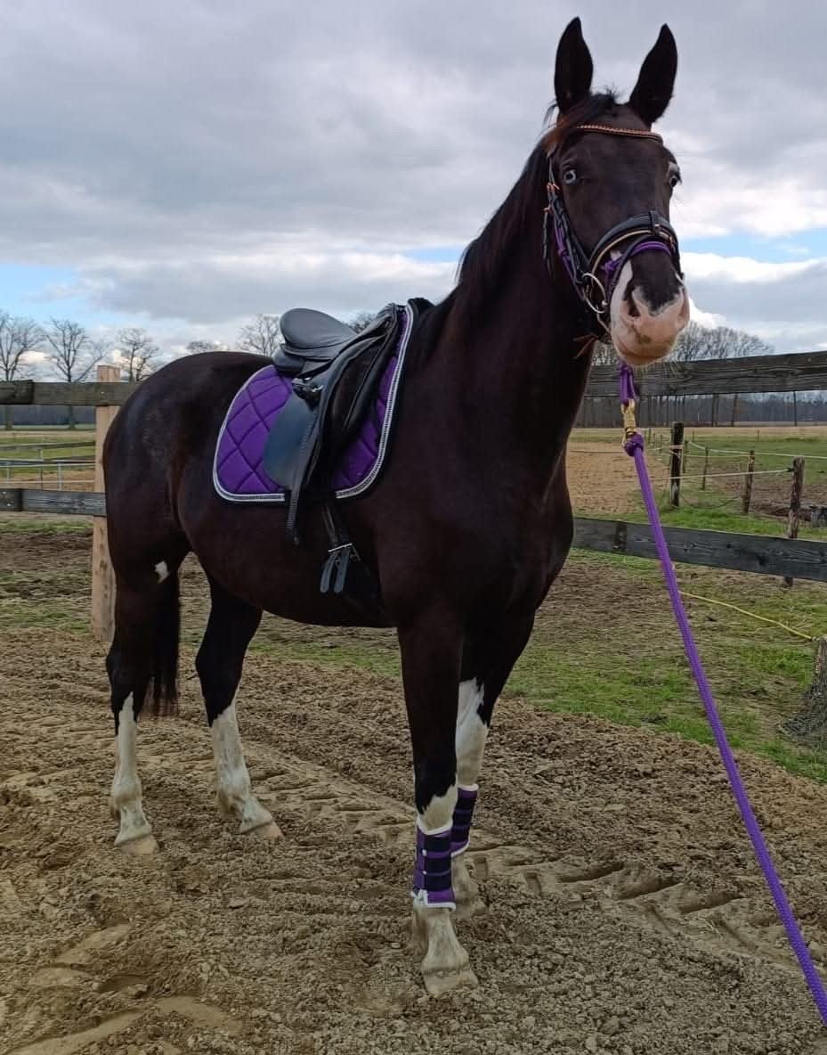 Projectpaard knappe merrie van Ebony, Merrie, Dressuurpaard, 3 tot 6 jaar, 160 tot 165 cm