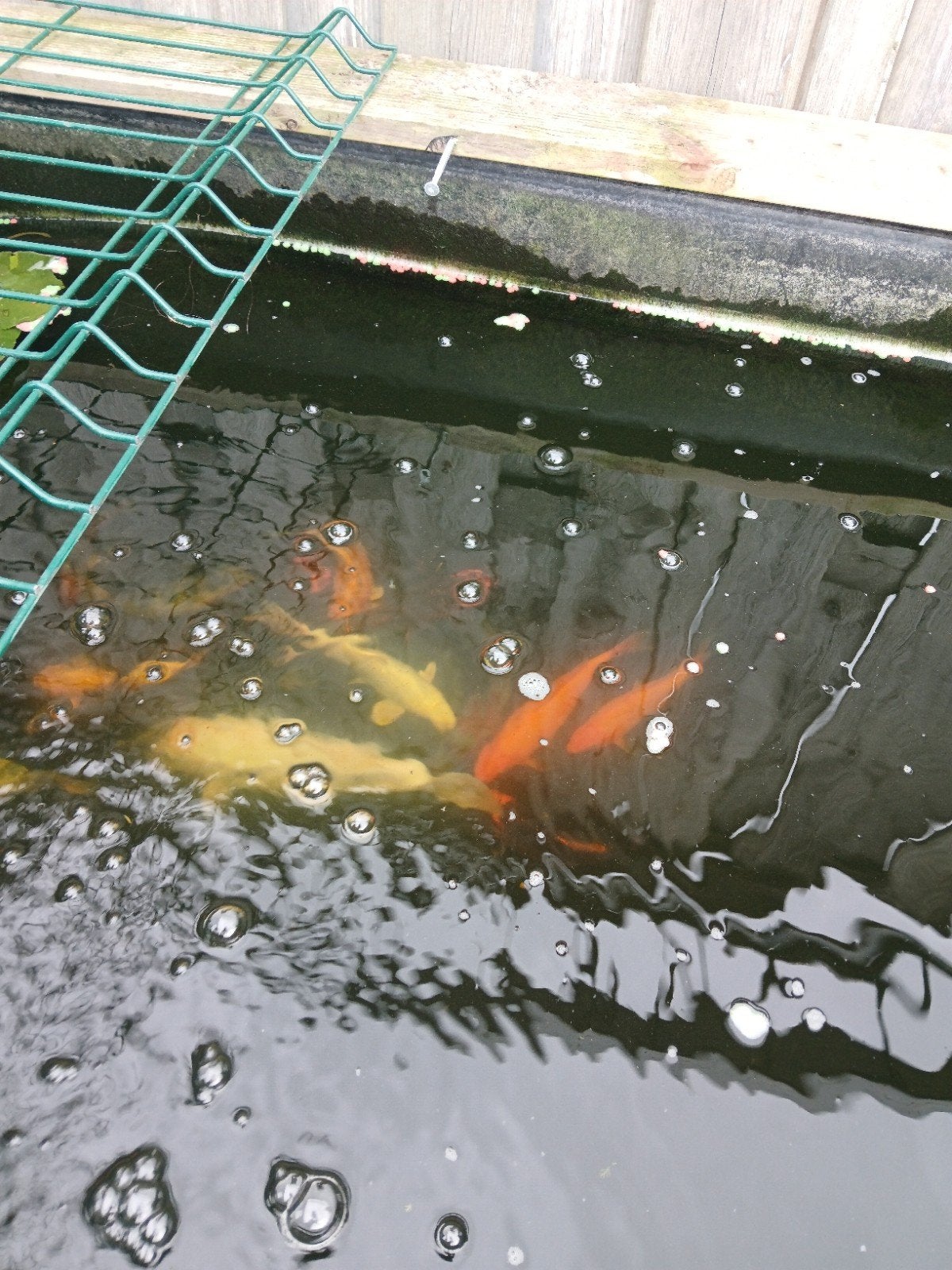 koi karpers 4 tot 40 cm, Dieren en Toebehoren, Vissen | Vijvervissen, Karper of Koi