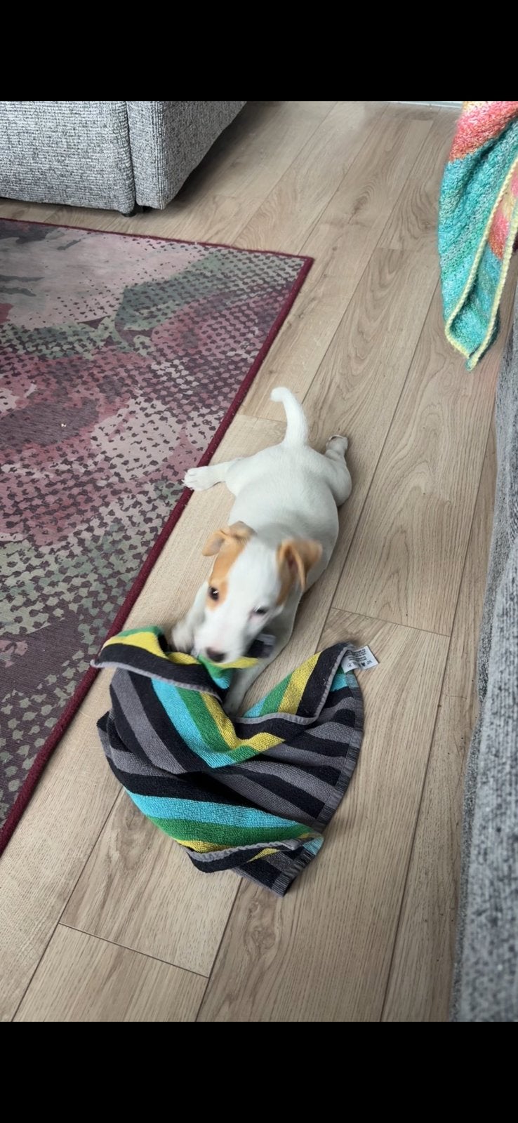 jack russel pups, 8 tot 15 weken, Parvo, Meerdere, Meerdere dieren