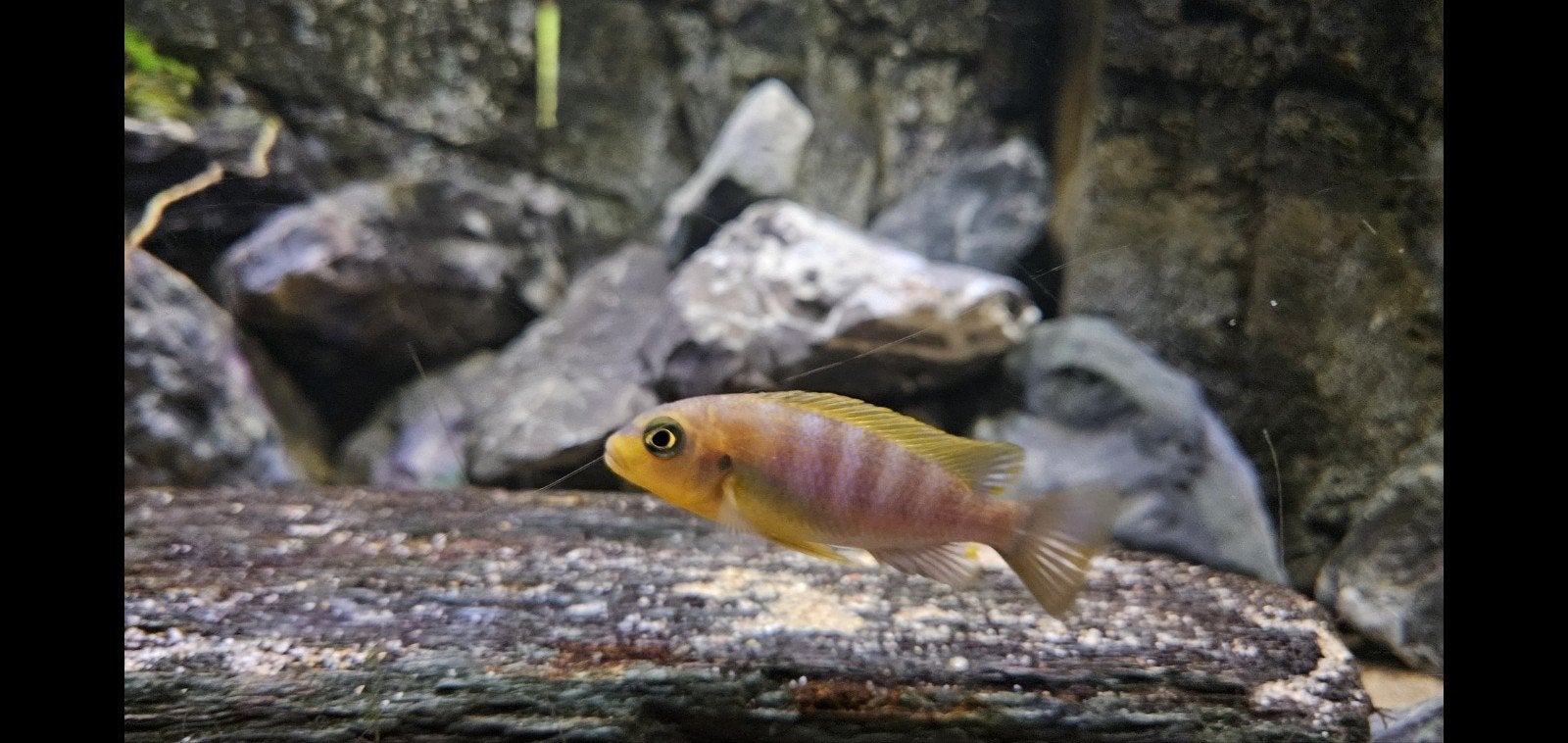 malawi cichlide mbuna type, Vis