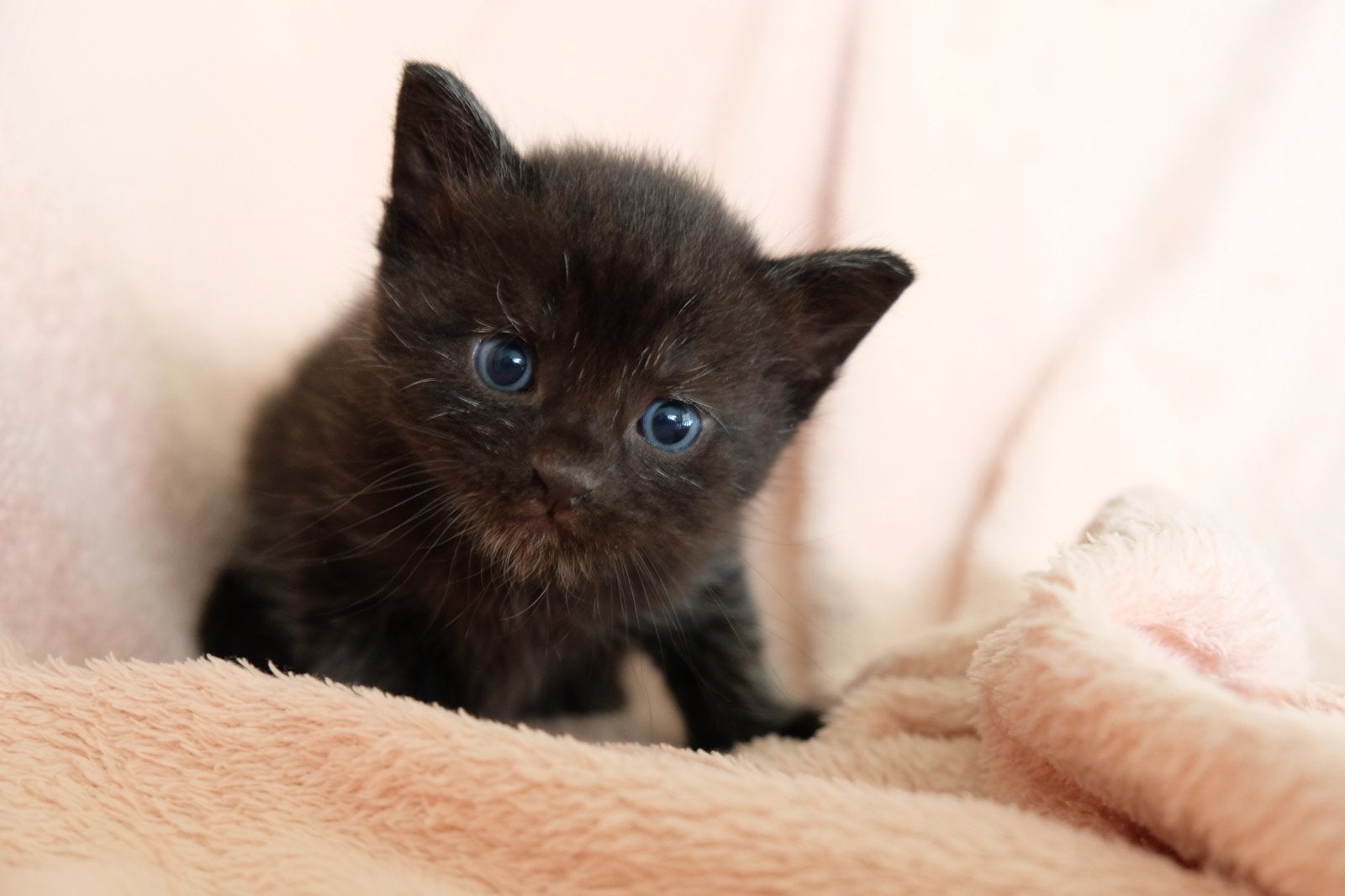 Twee katertjes te koop!, Kater