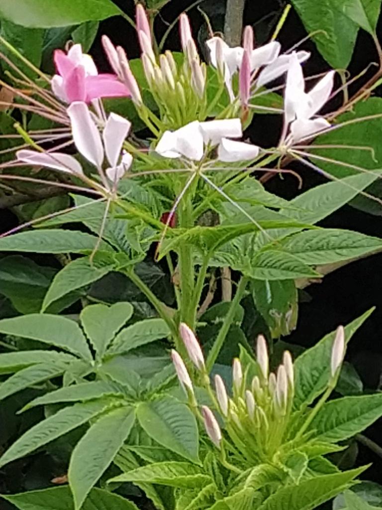 Te koop: kattensnor ‘Rose Queen’ zaailingen, Ophalen, Eenjarig, Overige soorten, Volle zon