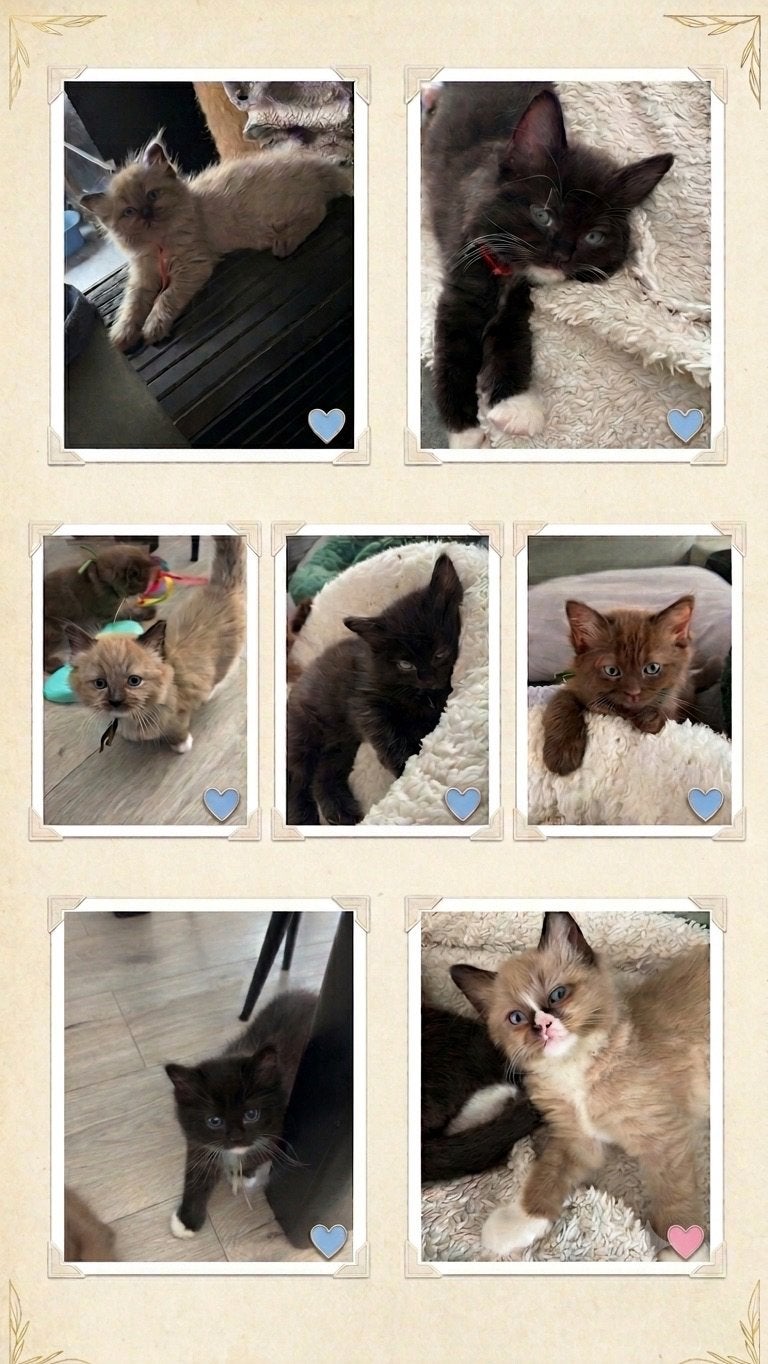Ragdoll kittens, Dieren en Toebehoren, Meerdere dieren