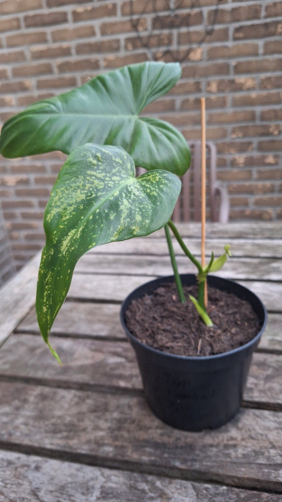 Philodendron dragon tail, Huis en Inrichting, Ophalen of Verzenden, Halfschaduw, Minder dan 100 cm