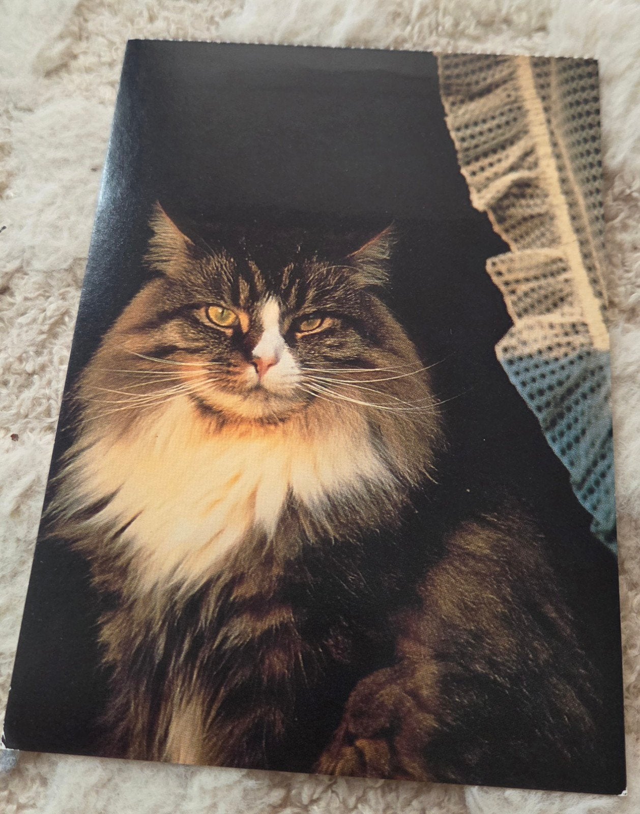 Maine Coon kat voor het raam, Verzenden, 1980 tot heden, Ongelopen, Hond of Kat