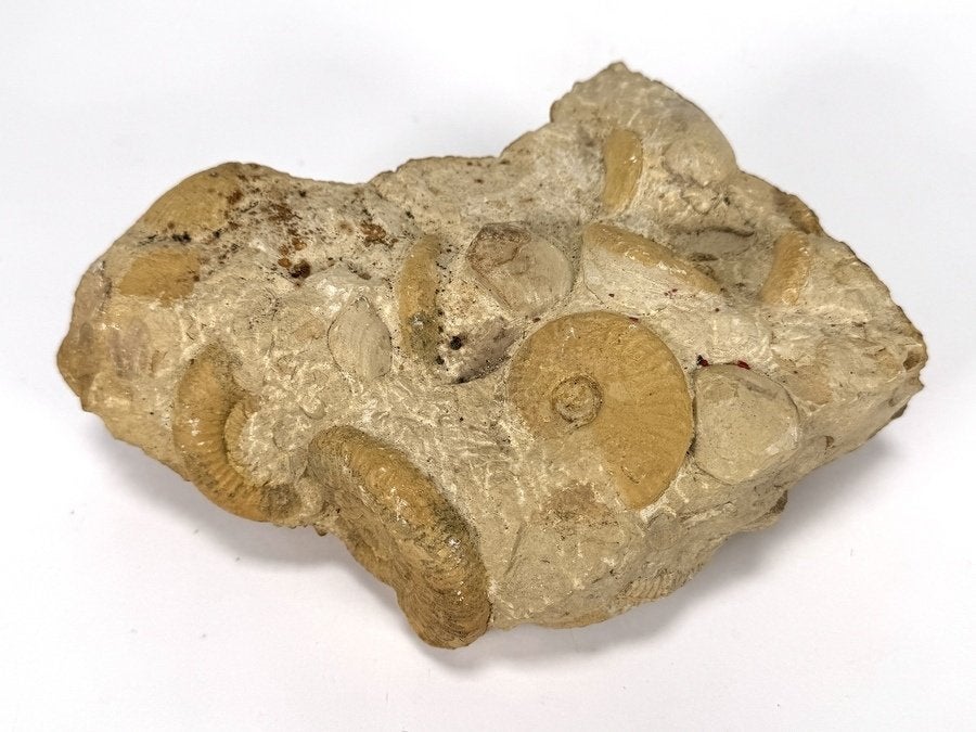 357. Fossiel cluster - ammonieten, schelpdieren, Mesozoïcum, Verzamelen, Ophalen, Fossiel