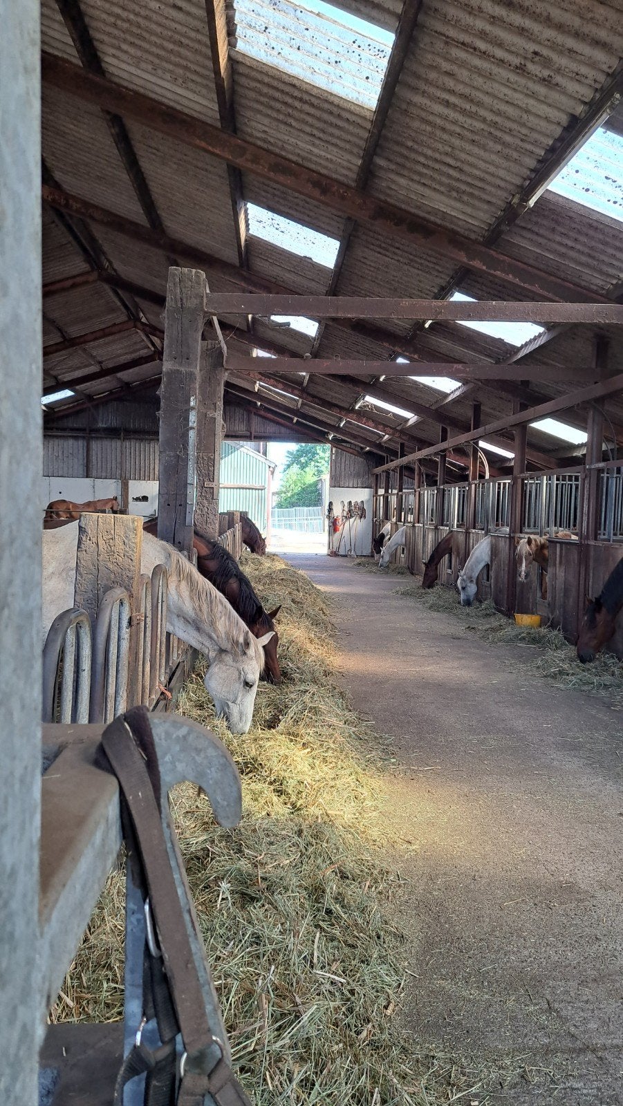 paardenrusthuis, 40 meter lange inloop, geblesseerd paarden, Dieren en Toebehoren, Stalling en Weidegang, Weidegang
