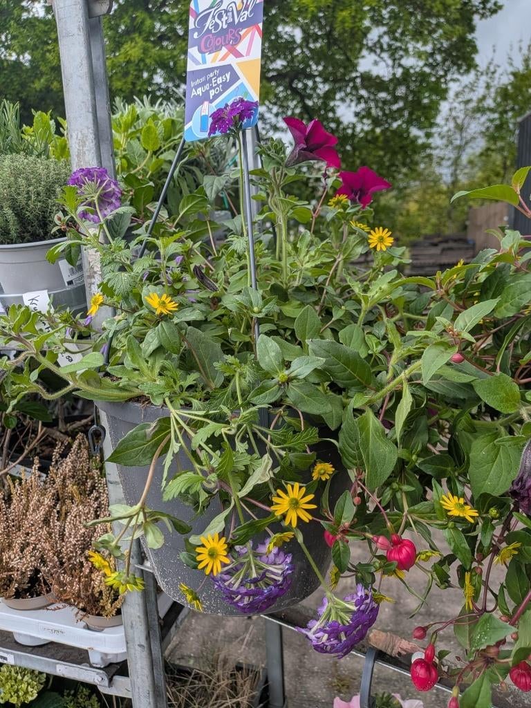 Voorjaar/zomer hangers 1-jarige, Tuin en Terras, Planten | Tuinplanten, Volle zon, Eenjarig, Lente, Ophalen