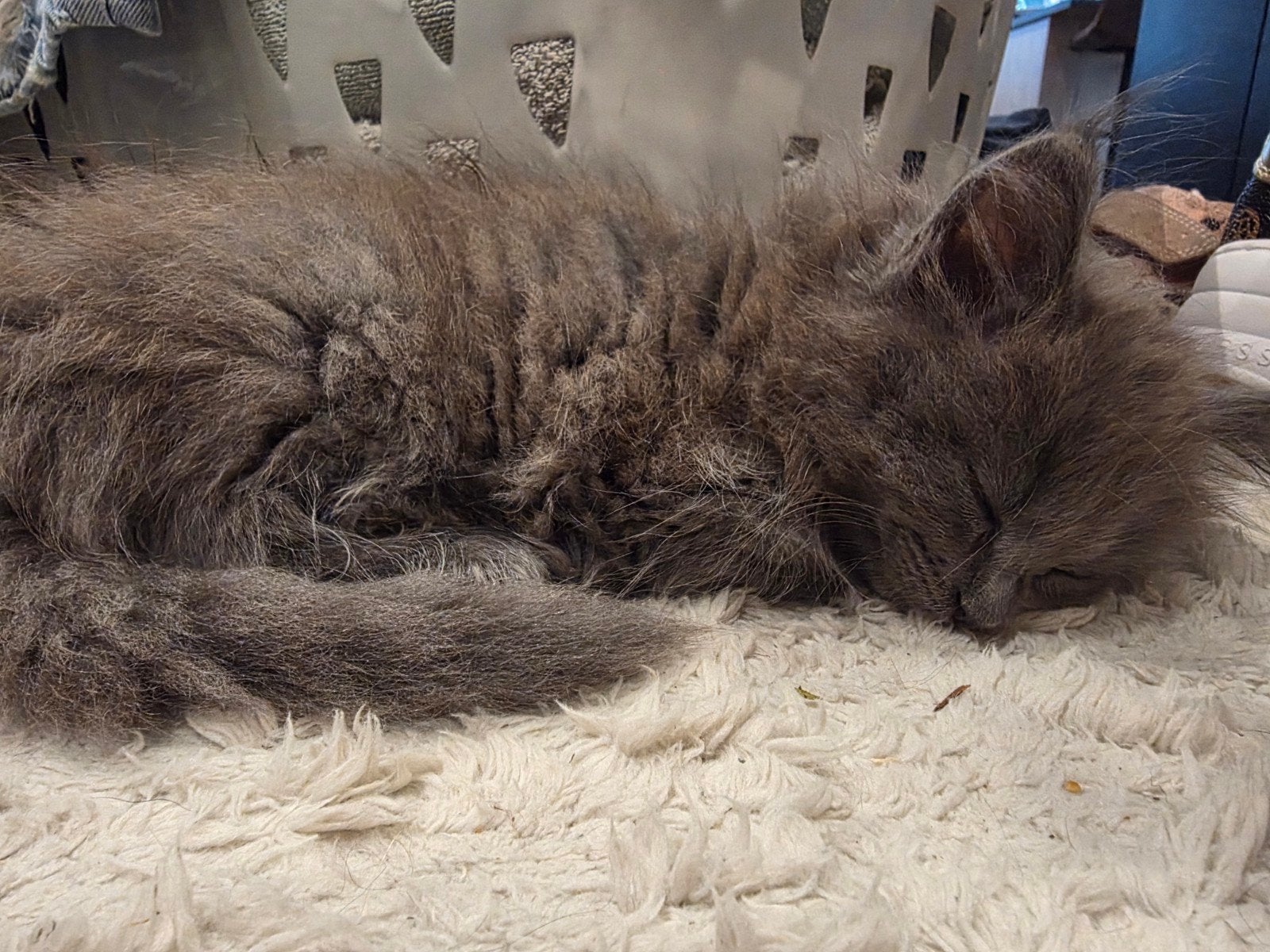 knappe kittens, x mainecoon ragdoll, langharig, verhuizen, Meerdere dieren, Langharig, 0 tot 2 jaar