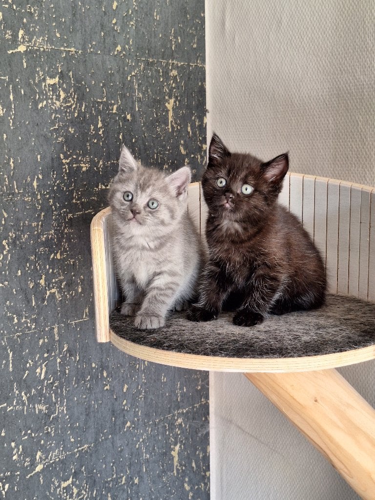 Brits Korthaar kittens, Meerdere dieren, Gechipt, 0 tot 2 jaar