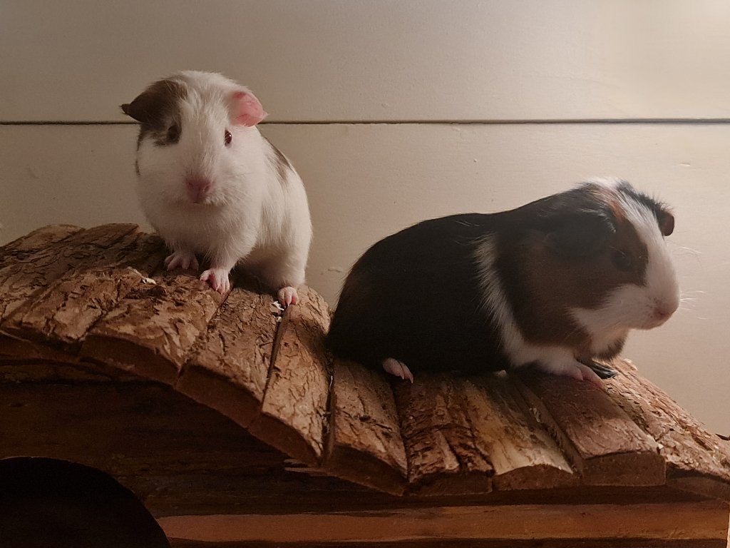 2 lieve baby cavia zeugjes, April, Vrouwelijk, Cavia