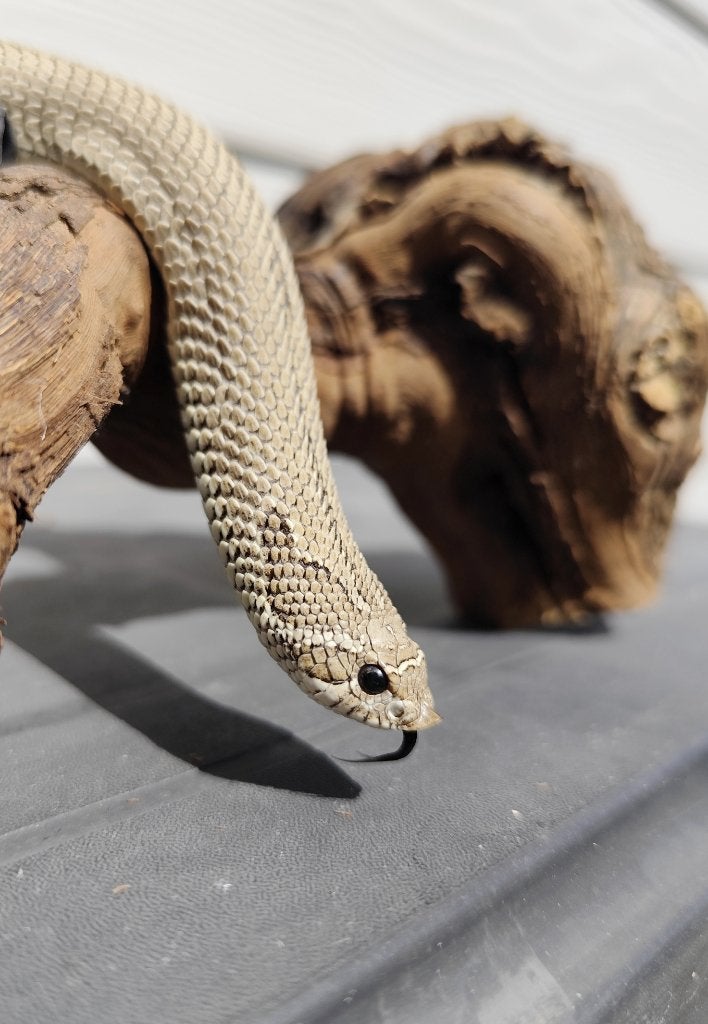0.1 Heterodon nasicus het snow, Slang, Tam, 0 tot 2 jaar