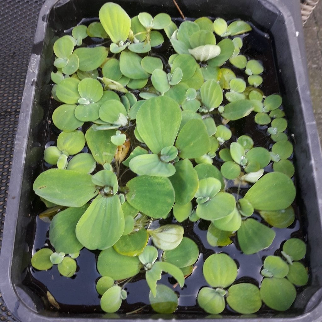 Drijfplantjes voor vijver en aquarium, Ophalen