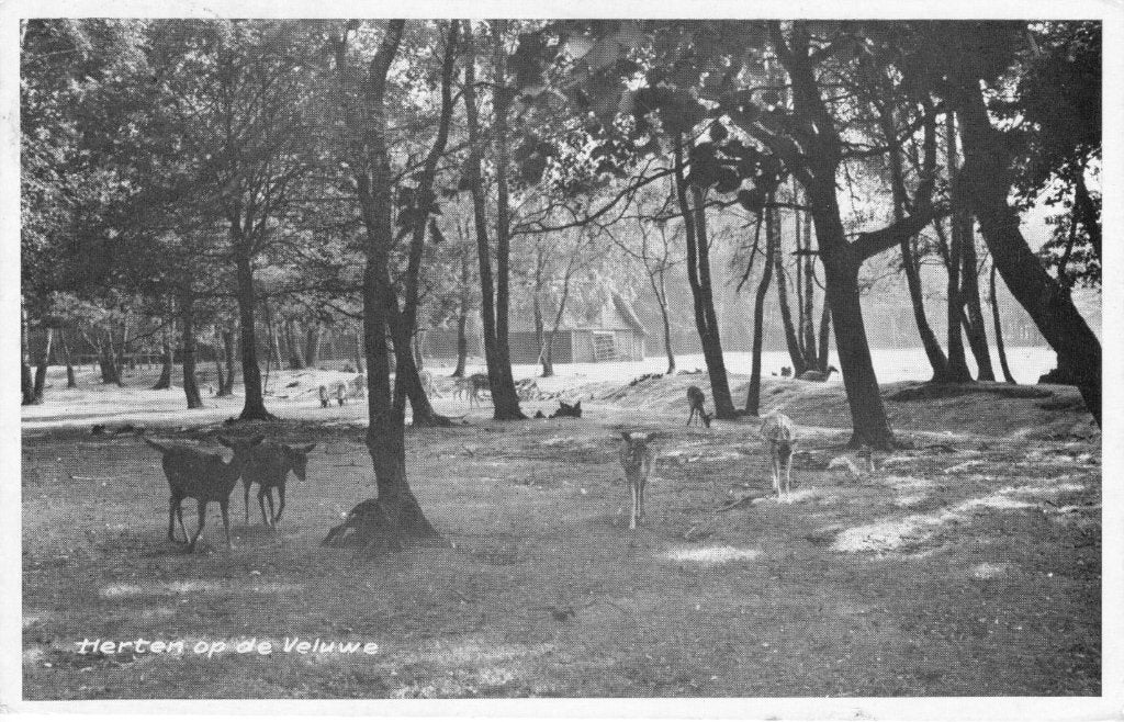 Veluwe Herten, Verzenden, 1940 tot 1960, Gelopen, Gelderland