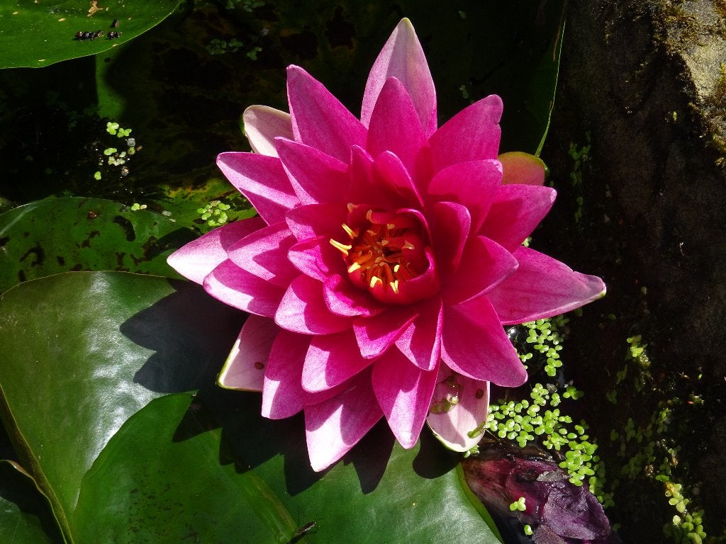 Roze rode waterlelie, Ophalen of Verzenden