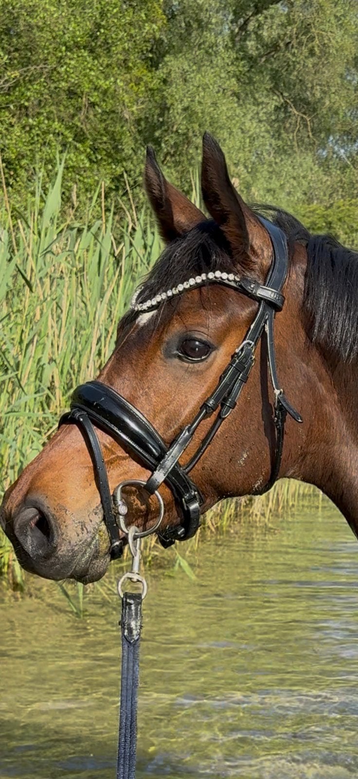 Utzon Hoofdstel Copenhagen cob, Dieren en Toebehoren, Paarden en Pony's | Overige Paardenspullen, Nieuw, Dressuur, Ophalen