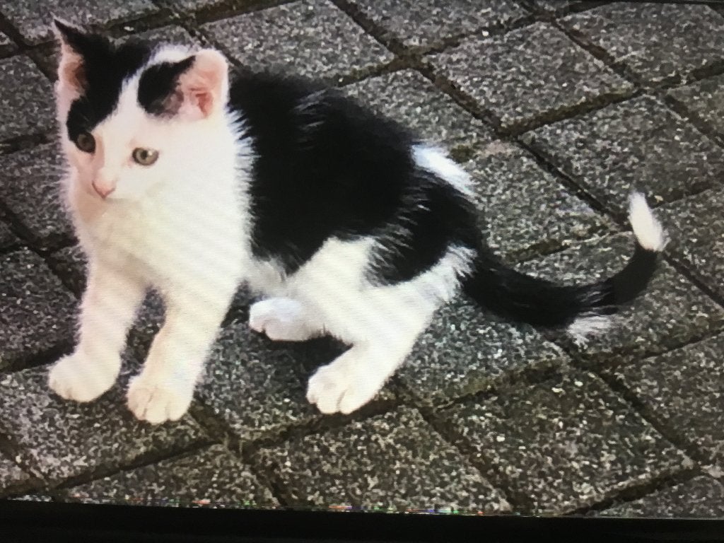Te koop kittens, Meerdere dieren, Kortharig, 0 tot 2 jaar