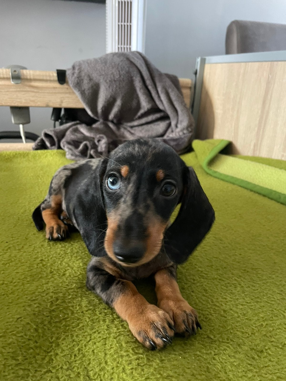 Te koop 1 super mooie kaninin  tekel 1 teutje beschibaar, Dieren en Toebehoren, Honden | Teckels en Dashonden, Kaninchen, Parvo