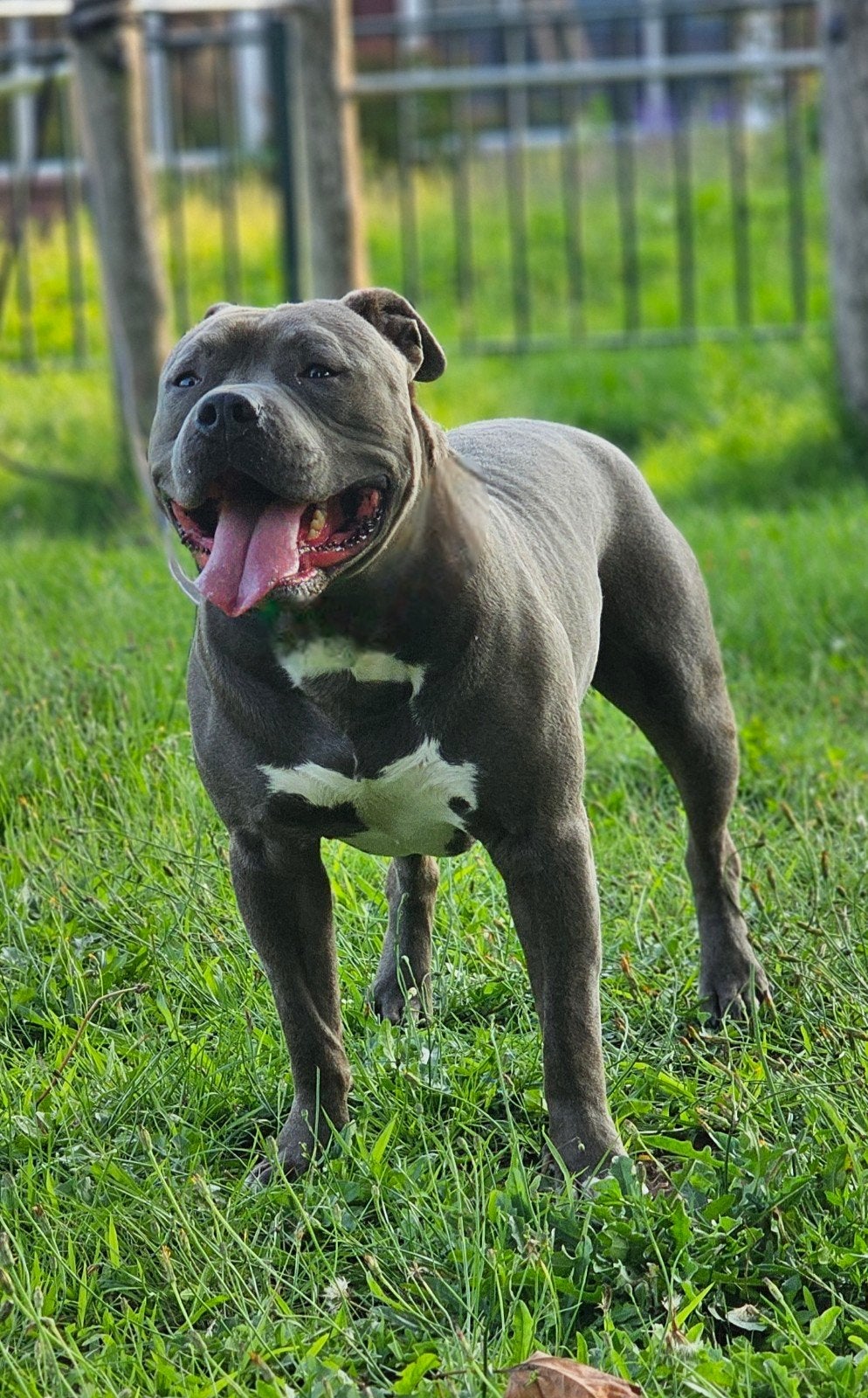 stafford x bully reu, Rabiës (hondsdolheid), Eén hond, 3 tot 5 jaar, Nederland