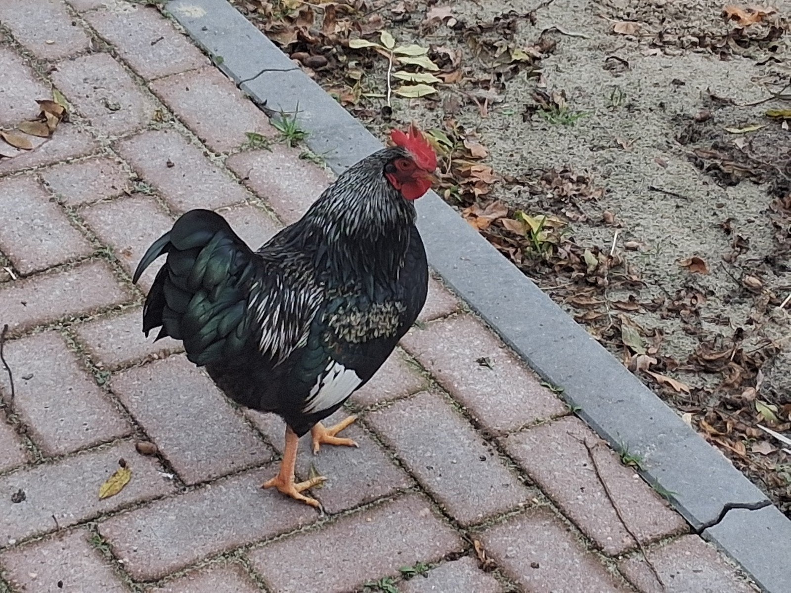 Haan Barnevelder zilver, Dieren en Toebehoren, Mannelijk, Kip