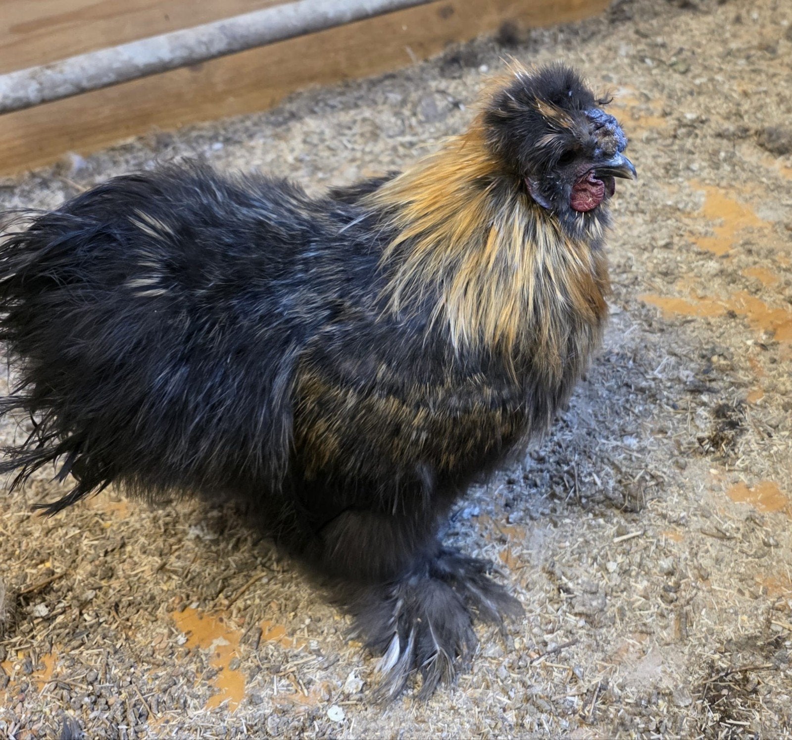 Jonge zijdehoen haan, Dieren en Toebehoren, Mannelijk, Kip