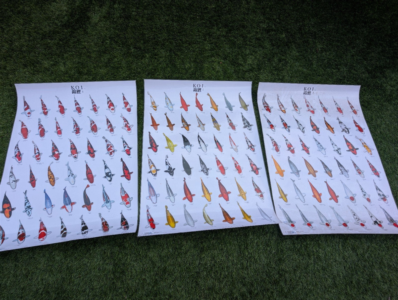 koi poster 1/2/3, Tuin en Terras, Ophalen of Verzenden