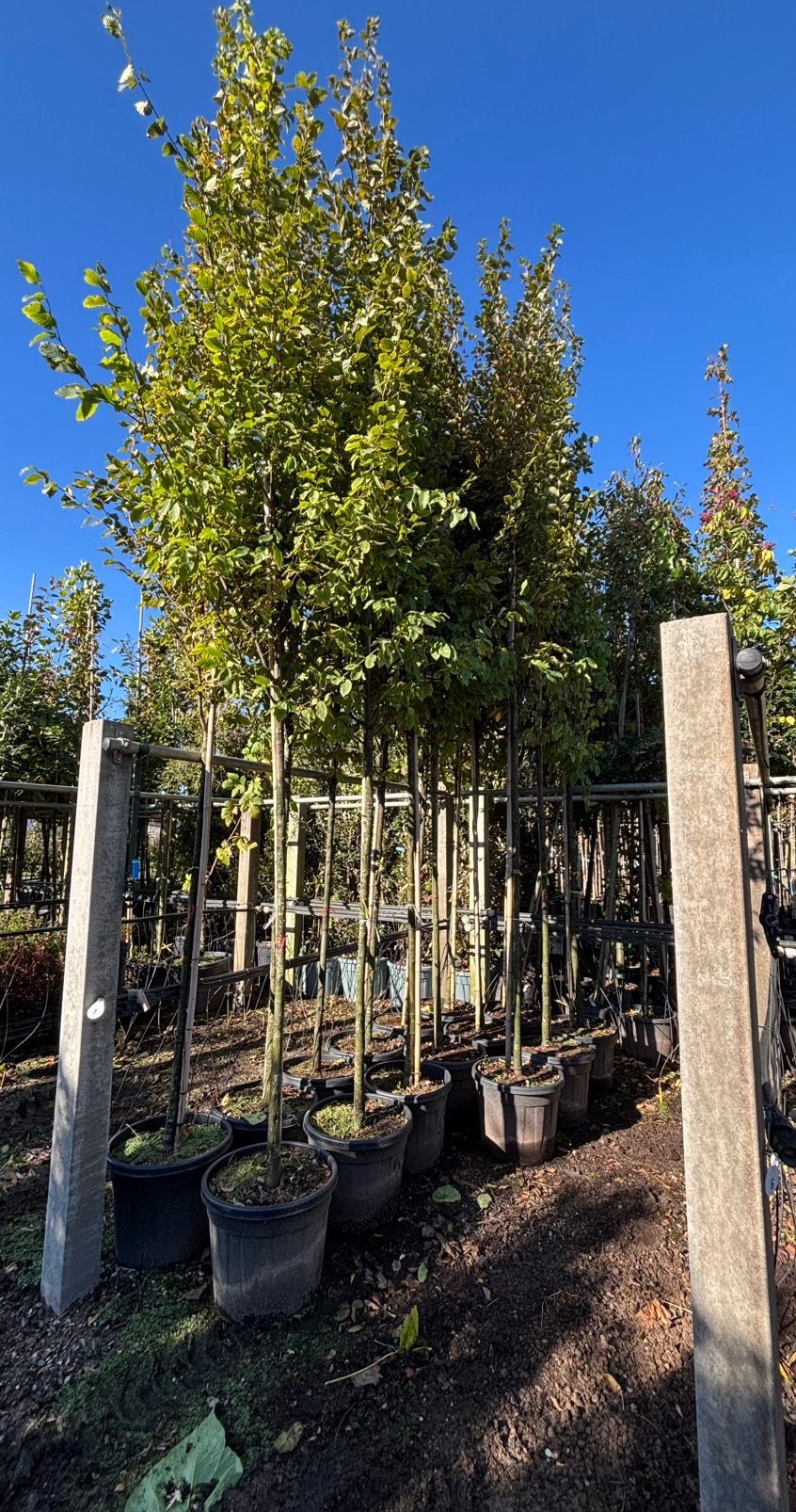 Carpinus betulus ‘Lucas’ – Haagbeuk hoogstam, In pot, Bloeit niet, Halfschaduw, Overige soorten