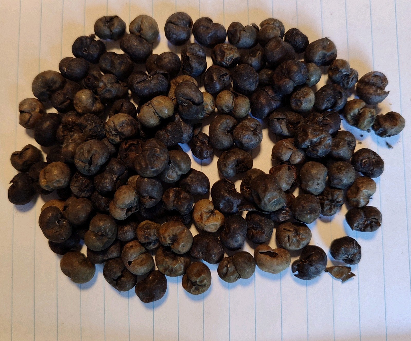 Zaden Trachycarpus Fortunei Zaad, Ophalen of Verzenden, Gehele jaar, Halfschaduw, Zaad