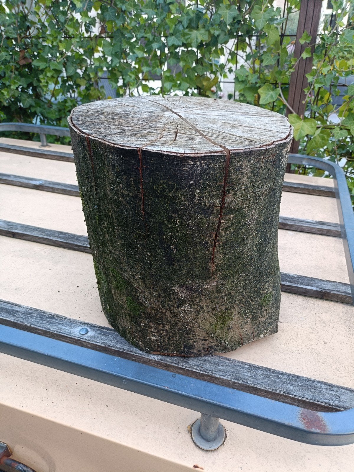 Decoratief houtblok van beukenhout - Ø 31 cm, H 32 cm, Ophalen