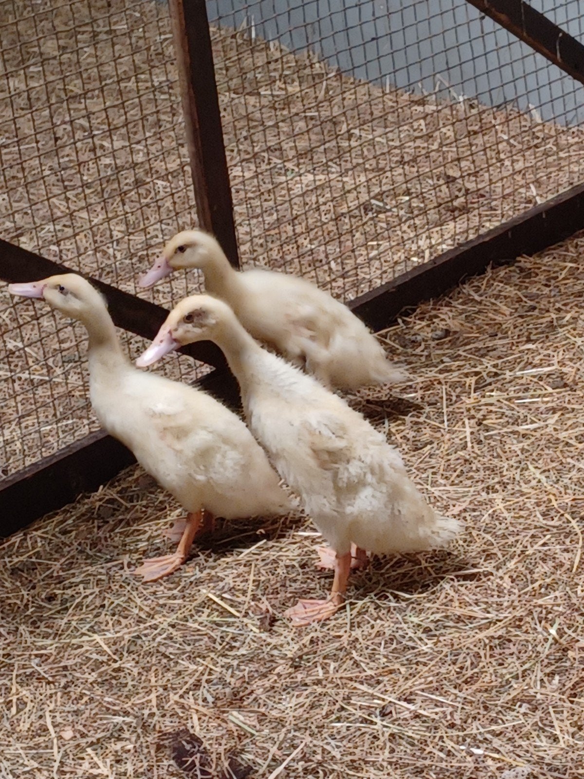te koop 3 witte loopeenden, Dieren en Toebehoren, Meerdere dieren