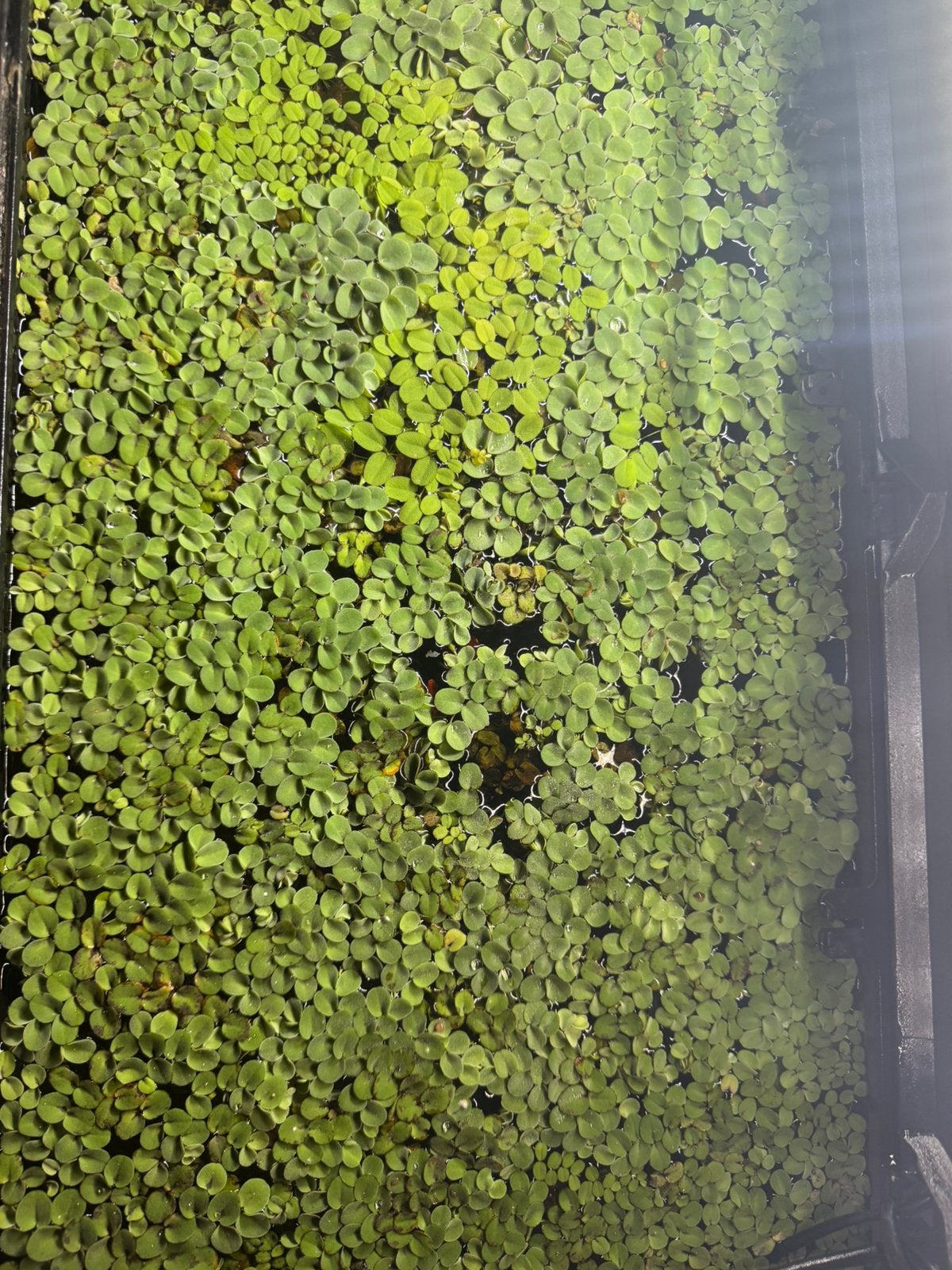 Water planten, Dieren en Toebehoren, Ophalen, Zo goed als nieuw, Plant(en), Steen of Hout