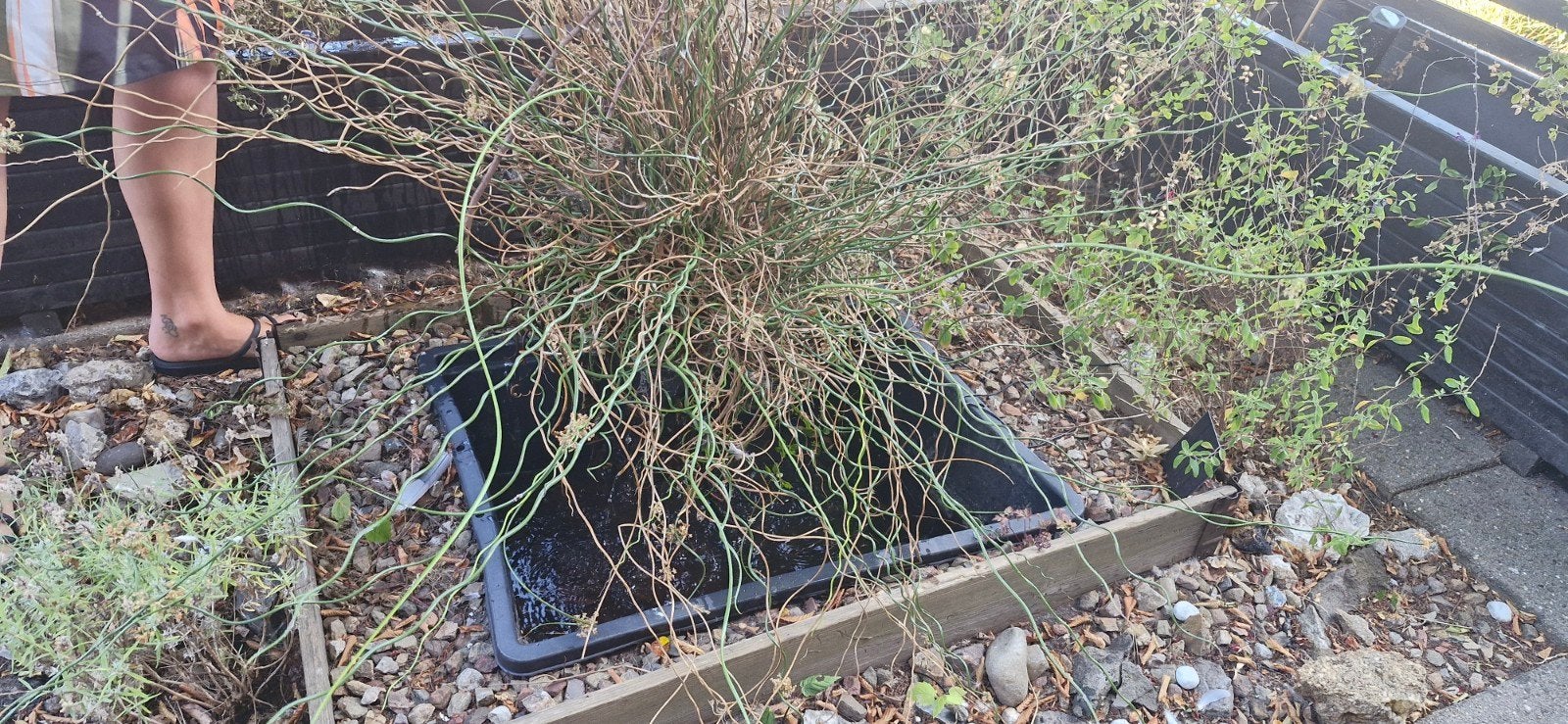 grote drijvende vijverplant, Tuin en Terras, Vijvers, Ophalen, Gebruikt