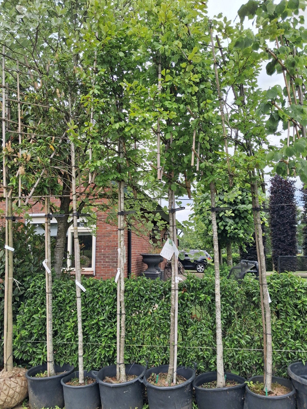 2 x Lei Fagus Sylvatica - Groene Leibeuk, Tuin en Terras, Planten | Bomen, Leiboom, Halfschaduw, 250 tot 400 cm, Zomer